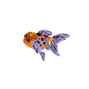 Mauve Oranda Goldfish
